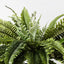 4 x Fern Boston Plant