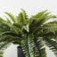 4 x Fern Boston Plant