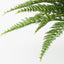 4 x Fern Leather Plant