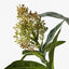 12 x Skimmia Spray