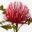 12 x Protea Leucospermum