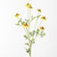 12 x Sneezeweed Spray