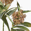 12 x Skimmia Spray