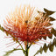 12 x Protea Leucospermum
