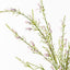 12 x Calluna Spray
