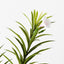 12 x Oleander Spray