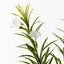 12 x Oleander Spray
