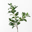 12 x Ficus Spray