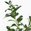12 x Ficus Spray