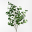 6 x Ficus Triangle Spray