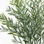 12 x Acacia Leaf Bush