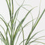 6 x Grass Plant