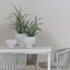6 x Grass Plant