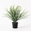 6 x Norfolk Pine Plant