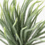6 x Norfolk Pine Plant