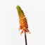 12 x Red Hot Poker