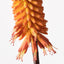 12 x Red Hot Poker