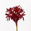 4 x Gymea Lily