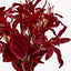 4 x Gymea Lily
