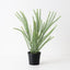 6 x Norfolk Pine Plant