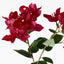 12 x Bougainvillea Spray