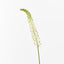12 x Lily Foxtail