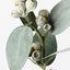 12 x Eucalyptus Tetragona Spray