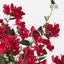 Bougainvillea Plant