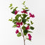 12 x Bougainvillea Spray