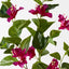 12 x Bougainvillea Spray