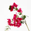 6 x Bougainvillea Hanging Spray