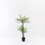 2 x Palm Areca