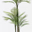 2 x Palm Areca