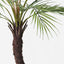 2 x Palm Phoenix