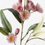 12 x Eucalyptus Flowering Spray