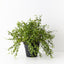 2 x Maidenhair Vine Plant