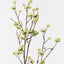 6 x Cornus Spray