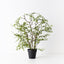 4 x Maidenhair Vine Plant