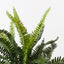 4 x Fern Boston Plant
