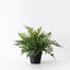 4 x Fern Leather Plant