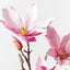 12 x Magnolia Japanese Spray