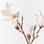 12 x Magnolia Japanese Spray