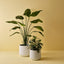 Pot Ando (set/2)