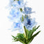 12 x Delphinium