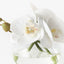 6 x Orchid Phalaenopsis in Vase