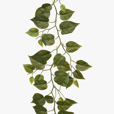 Philodendron Garland Pack of 6