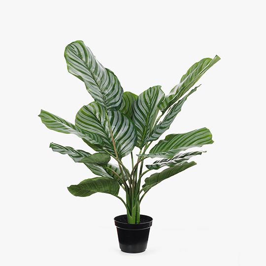 2 x Calathea Plant