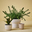 Gerti Candle (Set of 6)