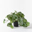 6 x Peperomia in Pot