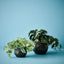 6 x Peperomia in Pot